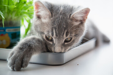 子猫