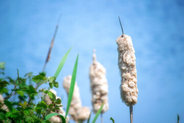 Closeup image of a ripe bullrush at the riverside.