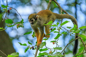 Common squirrel monkey, Saimiri sciureus, sits on mulberry tree. Orange fur monkey looking for...