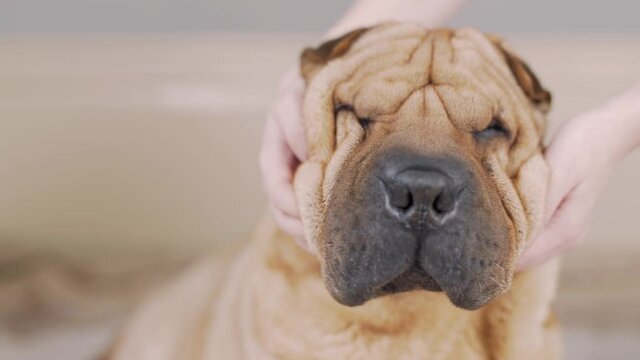 Owner making massage to his lazy cute pug dog on bed. Relax. Funny elastic skin, folds and wrinkles. Stroking, petting. Portrait close up Funny sharpei Lying. Owner loves the pet