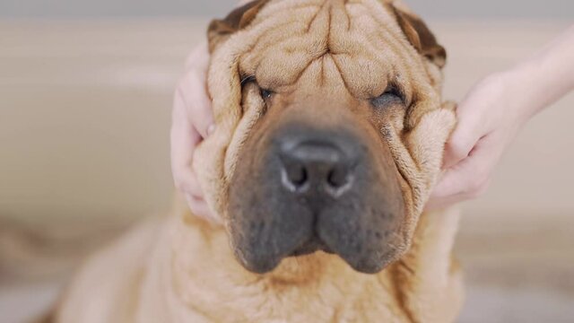 Owner making massage to his lazy cute pug dog on bed. Relax. Funny elastic skin, folds and wrinkles. Stroking, petting. Portrait close up Funny sharpei Lying. Owner loves the pet