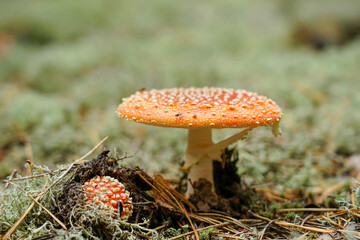 Amanita muscaria grows in a clearing in the forest.