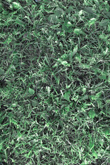 green grass texture with toning