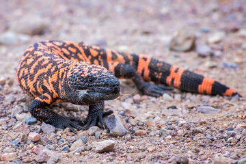 Close Up Gila Monster on Dirt Road in Arizona - 398970422