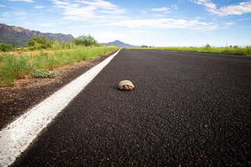 Ornate Box Turtle in Long Roadway in Arizona Desert - 398970493