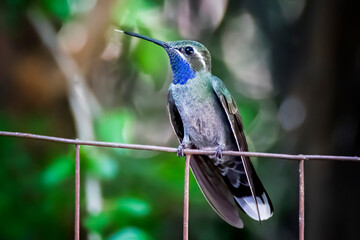 Blue Throated Hummingbird With Tongue Sticking Out