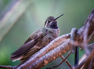 Female Blue Throated Hummingbird Fluffed Up in Tree Low Angle Close Up