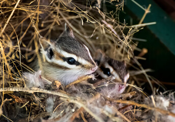 Pair of Cute Cliff Chipmunks Peek from Nest Close Up