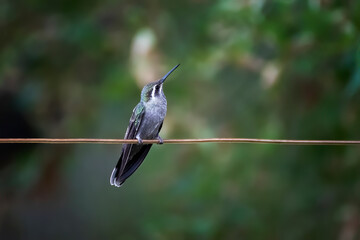 Blue Throated Hummingbird Perched on Wire Looking at Camera