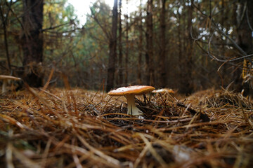 Amanita muscaria grows in a clearing in the forest.