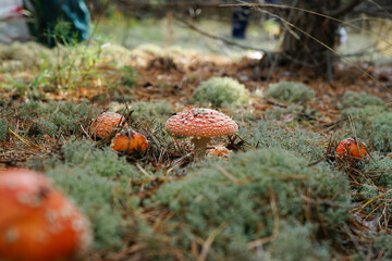 Amanita muscaria grows in a clearing in the forest. Poisonous mushrooms during mushroom picking