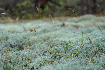 Green forest moss. Moss texture
