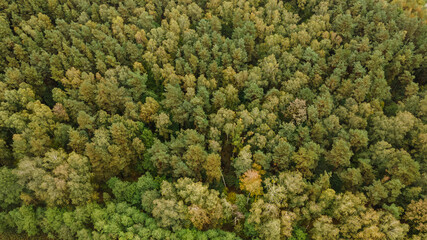 Aerial view of beautiful forest with lush vegetation. Environment concept. Space for text.