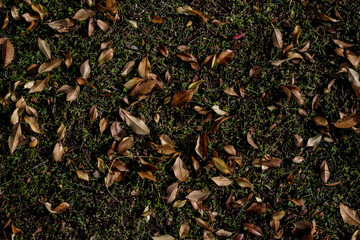 fallen leaves from a tree, during a seasonal change. the leaves are brown toned some red. on a large patch of dark green grass. 