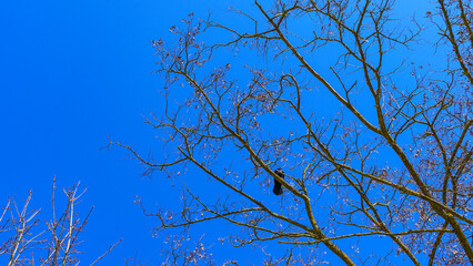 Bare tree branches and a large group of birds, flying against blue sky. Flying bird silhouettes. Space for text.