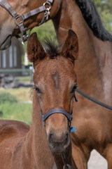 Nice brown foal head, with a halter on, in the spring. looking at camera