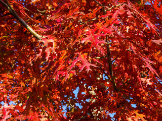 Plenty of red leaves on the tree