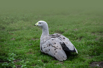 The cape barren goose is grey with a yellow beak and white foreheas and pink legs