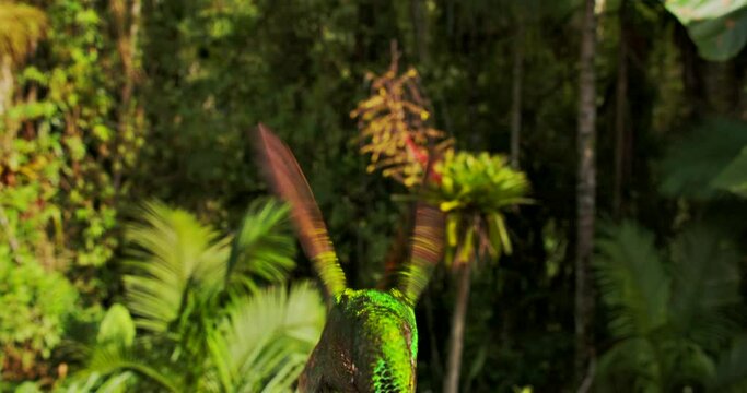 Brazilian ruby (Clytolaema rubricauda)