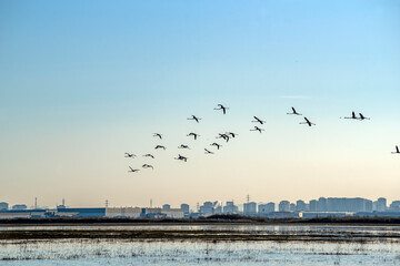 Migratory birds take a break near cities. Electrical wires and air and water pollution in cities harm bird species