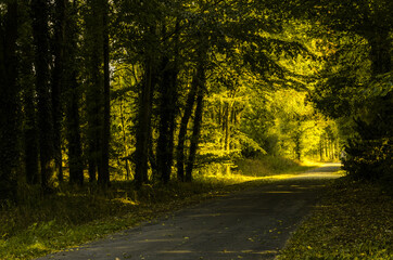 dark summer forest road through the forest with golden light at the end