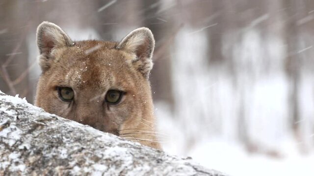 Mountain Lion, Cougar in snow, taken in central Minnesota