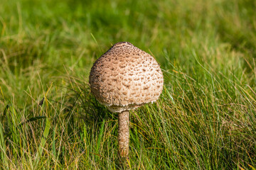 Grzyb czubajka kania Macrolepiota procera rośnie na łące, popularny grzyb jadalny, weganizm © PeterG