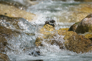 detailed water drops spalshing in river