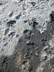 Solonchak, Saiga hoof tracks on the surface of a dried up lake - saline. Chyornye Zemli (Black Lands) Nature Reserve, Kalmykia region, Russia.
