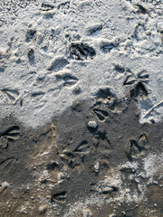 Solonchak, Saiga hoof tracks on the surface of a dried up lake - saline. Chyornye Zemli (Black Lands) Nature Reserve, Kalmykia region, Russia.
