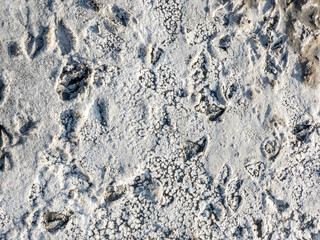 Solonchak, Saiga hoof tracks on the surface of a dried up lake - saline. Chyornye Zemli (Black Lands) Nature Reserve, Kalmykia region, Russia.