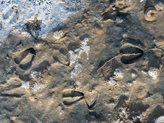 Fototapeta na wymiar Solonchak, Saiga hoof tracks on the surface of a dried up lake - saline. Chyornye Zemli (Black Lands) Nature Reserve, Kalmykia region, Russia.