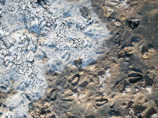 Solonchak, Saiga hoof tracks on the surface of a dried up lake - saline. Chyornye Zemli (Black Lands) Nature Reserve, Kalmykia region, Russia.