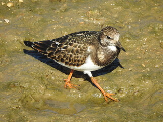 Ruddy Turnstone (Arenaria interpres) 