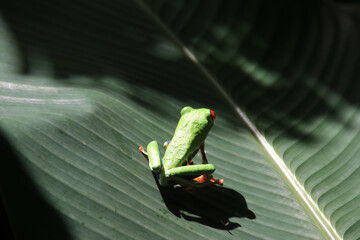 Jumping red-eyed tree frog on a green leaf sunny in the rainforest of Costa Rica