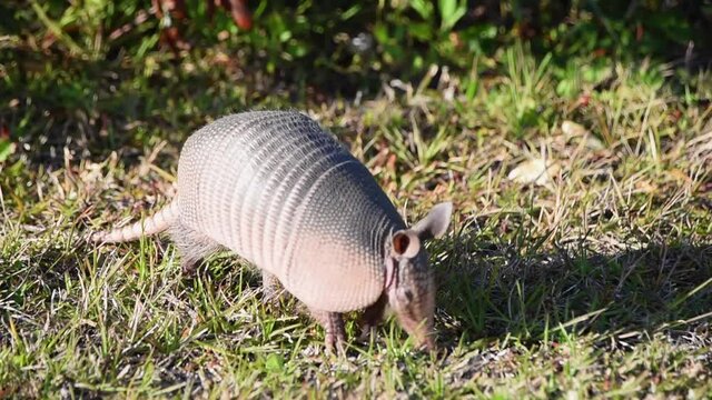close up of armadillo in golden light