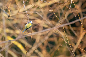 Cyanistes caeruleus Eurasian Blue Tit