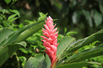 red flower between green plants in the costarican rainforest	