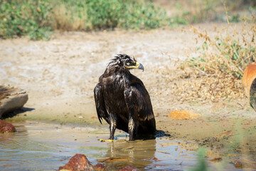 Steppe eagle / Aquila nipalensis. Chyornye Zemli (Black Lands) Nature Reserve, Kalmykia region, Russia.