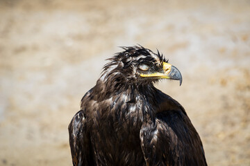 Steppe eagle / Aquila nipalensis. Chyornye Zemli (Black Lands) Nature Reserve, Kalmykia region, Russia.