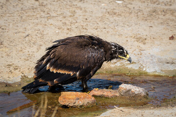 Steppe eagle / Aquila nipalensis. Chyornye Zemli (Black Lands) Nature Reserve, Kalmykia region, Russia.