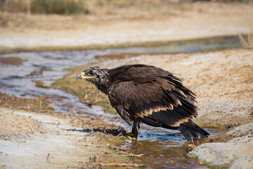 Steppe eagle / Aquila nipalensis. Chyornye Zemli (Black Lands) Nature Reserve, Kalmykia region, Russia.