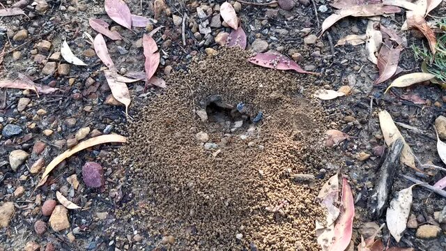 Beautiful time lapse video of ants clearing the mud in their nest after a night of rain, Berowra Heights, Berowra Valley National park, Sydney, New South Wales, Australia
