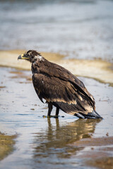Fototapeta premium Steppe eagle / Aquila nipalensis. Chyornye Zemli (Black Lands) Nature Reserve, Kalmykia region, Russia.