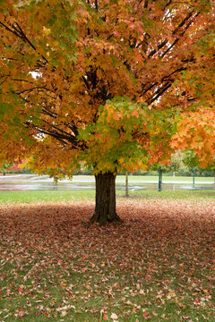 Sugar Maple Tree with Colorful Leaves in the Autumn