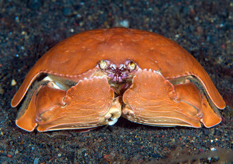 Shame-Faced Crab - Calappa calappa in the night. Macro underwater world of Tulamben, Bali, Indonesia.	