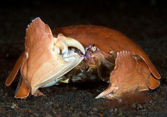 Shame-Faced Crab - Calappa calappa in the night. Macro underwater world of Tulamben, Bali, Indonesia.