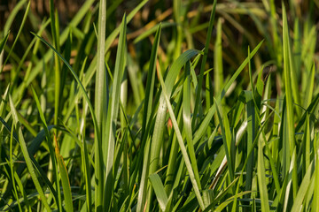 Zielone trawy nad brzegom rzeki, zarośla, doskonałe shcronienie dla małych zwierząt