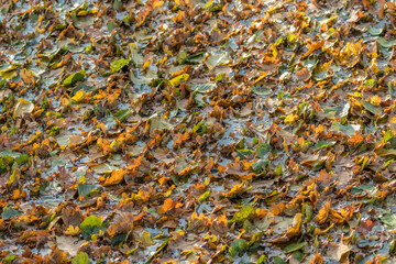 Kolorowe jesienne liście na wodzie, na rzece w Dolina Baryczy w Polsce