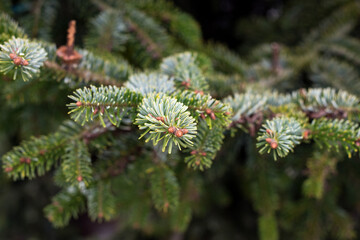 Closeup of fir branches in a christmas tree in the street